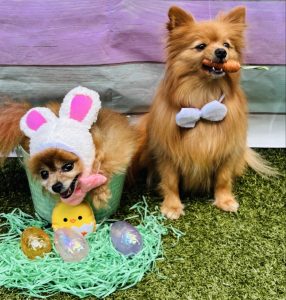 White Oak Animal Hospital Spring 2026